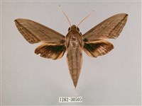 背帶斜紋天蛾藏品圖，第1張