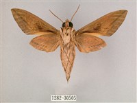 背帶斜紋天蛾藏品圖，第2張