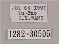 背帶斜紋天蛾藏品圖，第3張