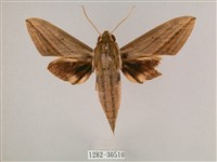 背帶斜紋天蛾藏品圖，第1張