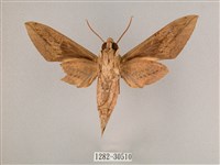 背帶斜紋天蛾藏品圖，第2張