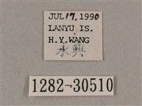 背帶斜紋天蛾藏品圖，第3張