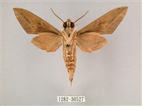 背帶斜紋天蛾藏品圖，第2張