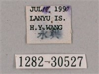 背帶斜紋天蛾藏品圖，第3張