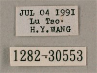 背帶斜紋天蛾藏品圖，第3張