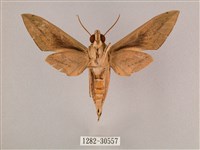 背帶斜紋天蛾藏品圖，第2張