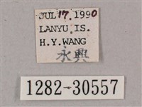 背帶斜紋天蛾藏品圖，第3張