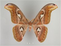 皇蛾藏品圖，第1張