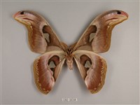 皇蛾藏品圖，第2張