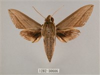 背帶斜紋天蛾藏品圖，第1張