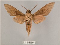 背帶斜紋天蛾藏品圖，第2張