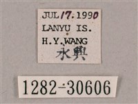 背帶斜紋天蛾藏品圖，第3張