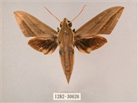 背帶斜紋天蛾藏品圖，第1張