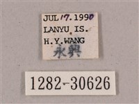 背帶斜紋天蛾藏品圖，第3張