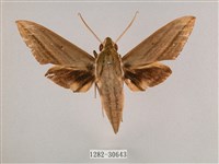 背帶斜紋天蛾藏品圖，第1張