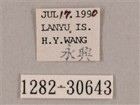 背帶斜紋天蛾藏品圖，第3張