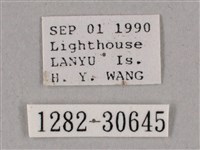 背帶斜紋天蛾藏品圖，第3張