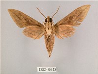 背帶斜紋天蛾藏品圖，第2張