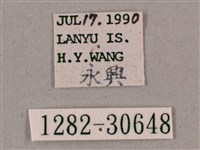 背帶斜紋天蛾藏品圖，第3張