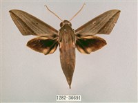 背帶斜紋天蛾藏品圖，第1張