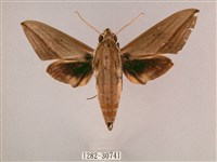 背帶斜紋天蛾藏品圖，第1張