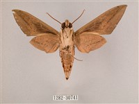 背帶斜紋天蛾藏品圖，第2張