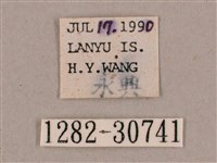 背帶斜紋天蛾藏品圖，第3張