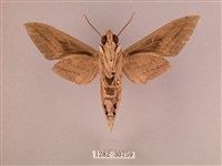 背帶斜紋天蛾藏品圖，第2張