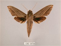 背帶斜紋天蛾藏品圖，第1張