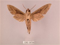 背帶斜紋天蛾藏品圖，第2張