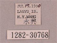 背帶斜紋天蛾藏品圖，第3張