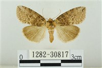 霧社環波紋蛾藏品圖，第1張