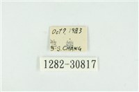 霧社環波紋蛾藏品圖，第3張