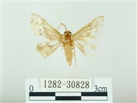 琉球雲紋網蛾藏品圖，第1張