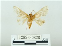 琉球雲紋網蛾藏品圖，第2張