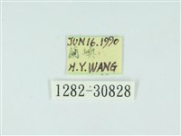 琉球雲紋網蛾藏品圖，第3張