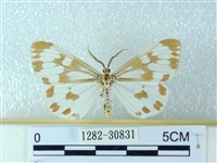 粉蝶燈蛾藏品圖，第1張