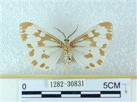 粉蝶燈蛾藏品圖，第2張