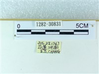 粉蝶燈蛾藏品圖，第3張