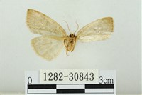 霧社環波紋蛾藏品圖，第2張