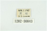 霧社環波紋蛾藏品圖，第3張