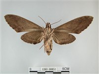 霜天蛾藏品圖，第2張