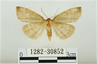 霧社環波紋蛾藏品圖，第2張