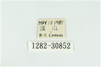 霧社環波紋蛾藏品圖，第3張