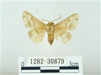 琉球雲紋網蛾藏品圖，第1張