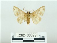 琉球雲紋網蛾藏品圖，第2張