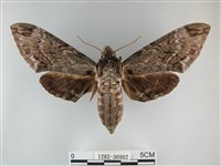 霜天蛾藏品圖，第1張