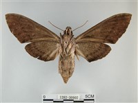 霜天蛾藏品圖，第2張