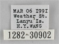 霜天蛾藏品圖，第3張