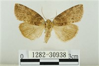 霧社環波紋蛾藏品圖，第1張